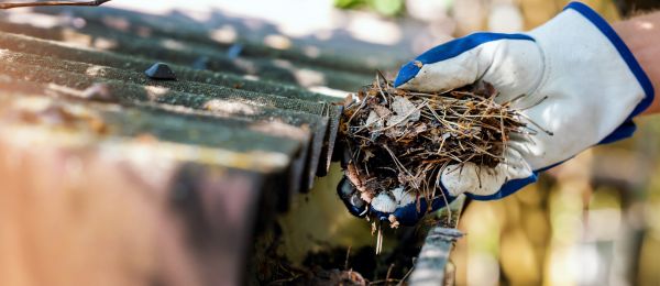 Pine Needle Gutter Cleaning in Carlisle